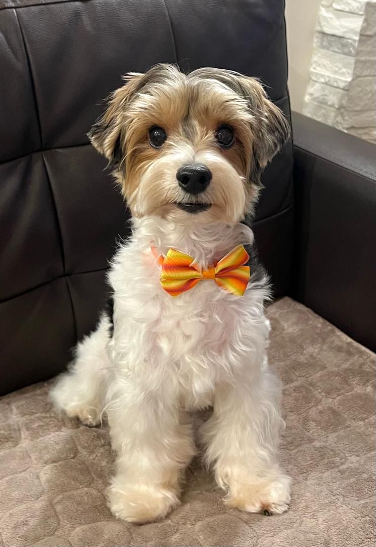 Изображение WhatsApp 2025 08 04 в 23.17.14 709a5344