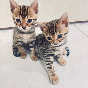 Агроса Бенгалия